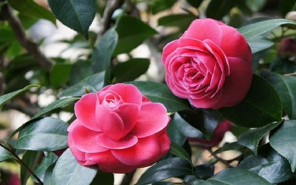 Chăm sóc hoa hải đường tại nhà đơn giản giúp ra hoa đẹp