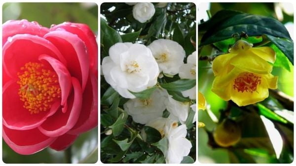 Tìm hiểu ý nghĩa của hoa hải đường theo từng màu sắc và mệnh phong thủy