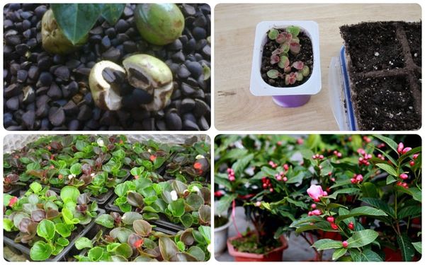 Cách trồng và chăm sóc hoa hải đường nở hoa đẹp