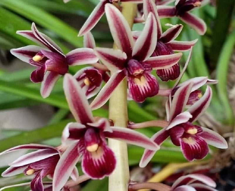 Lan kiếm màu đen thể hiện sự trang trọng, ấn tượng và huyền bí