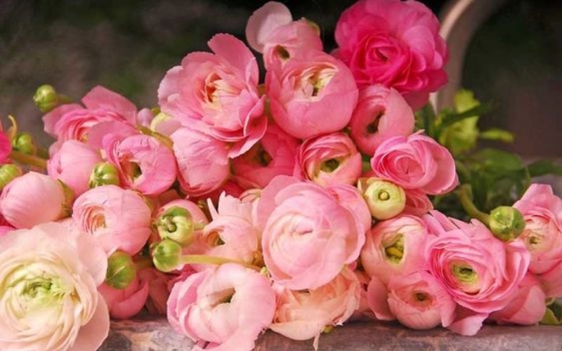 Hoa mao lương hồng mang ý nghĩa tình yêu lãng mạn và sự trân quý