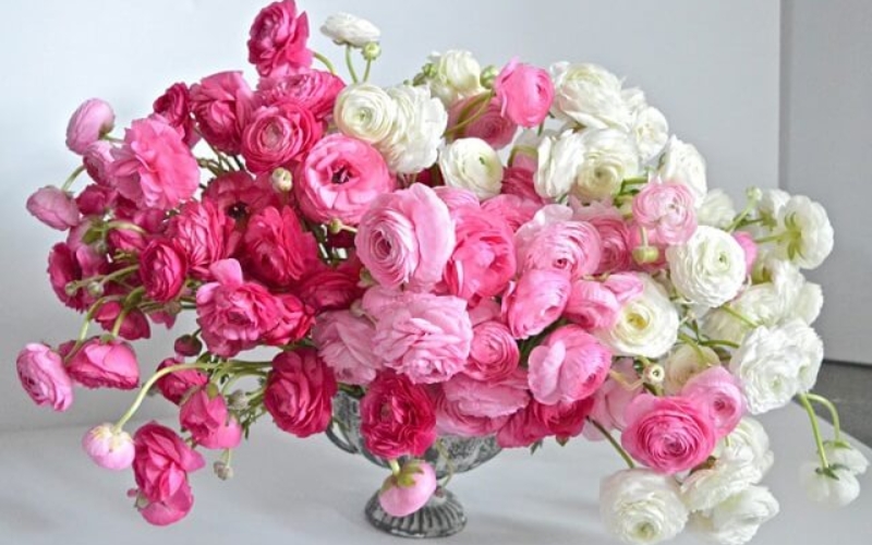 Cận cảnh những bông hoa mao lương nhiều màu sắc rực rỡ với cánh hoa xếp lớp tinh tế