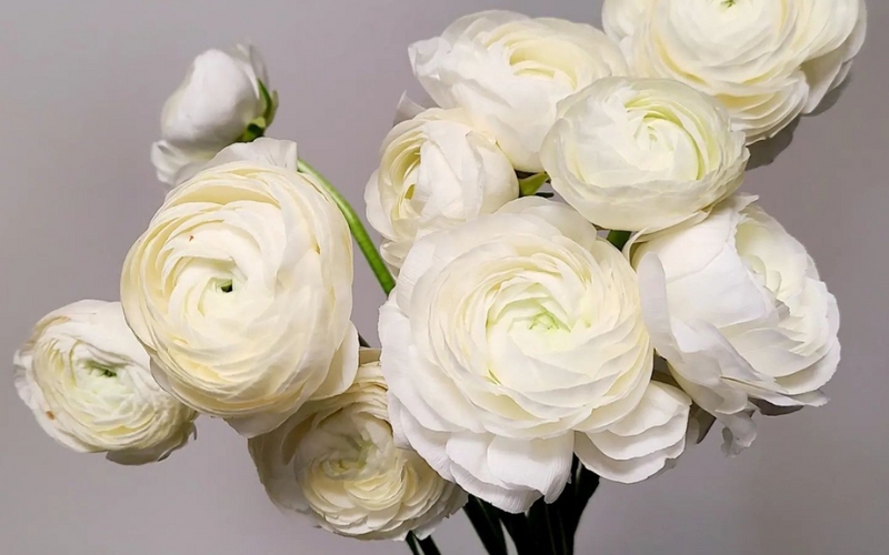 Hoa mao lương trắng tượng trưng cho sự thuần khiết và tình bạn chân thành