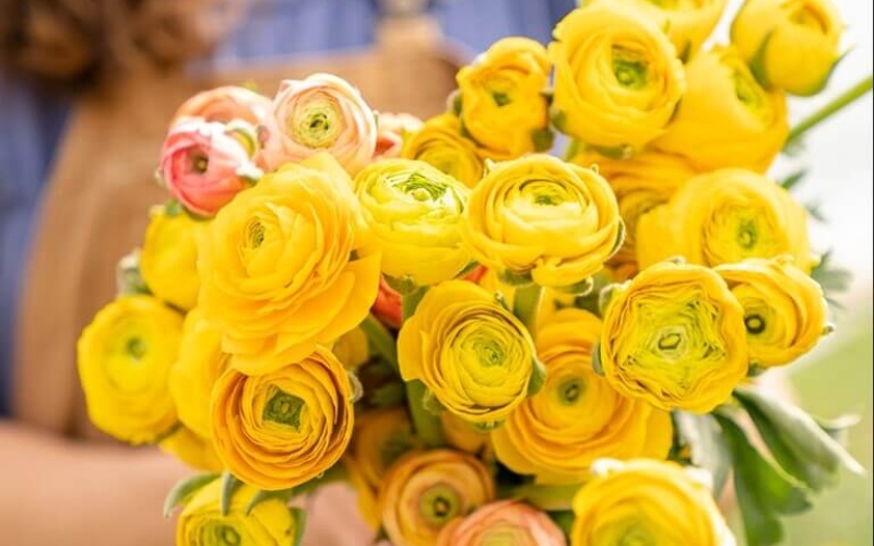 Hoa mao lương vàng là biểu tượng của sự hạnh phúc, may mắn và thịnh vượng