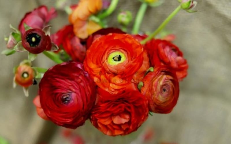 Hoa mao lương đỏ  đại diện cho tình yêu nồng nàn