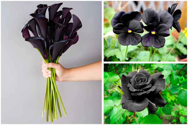 hoa màu đen tự nhiên