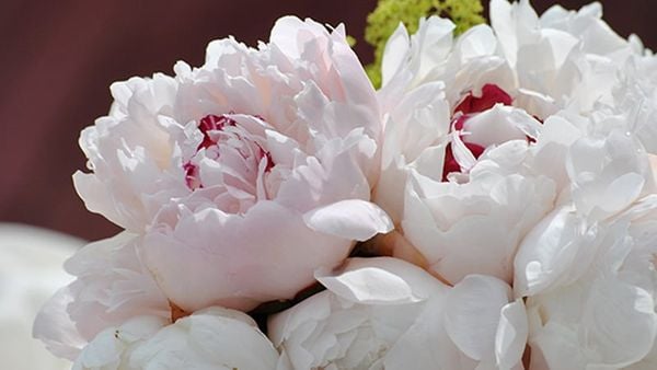 Khám phá ý nghĩa phong thủy của hoa mẫu đơn mang lại tài lộc và hạnh phúc