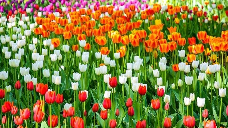 Lịch sử phát triển và sự phổ biến của hoa Tulip từ Trung Á đến Hà Lan