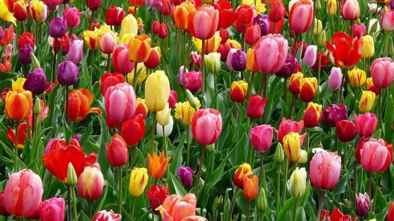 Đặc điểm cấu tạo, hình dáng và màu sắc đa dạng của hoa Tulip