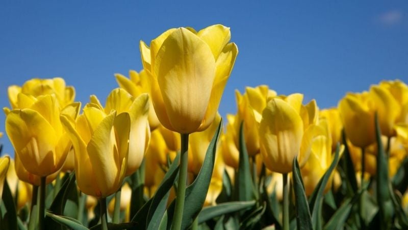 Hoa tulip vàng mang ý nghĩa hạnh phúc, rạng rỡ