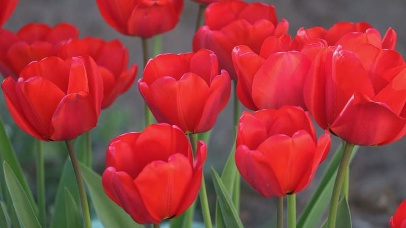 Hoa tulip đỏ mang ý nghĩa tình yêu vĩnh cừu