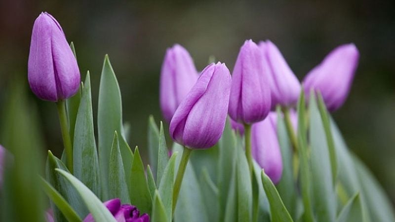 hoa tulip màu tím mang ý nghĩa của sự vương giả và sang trọng