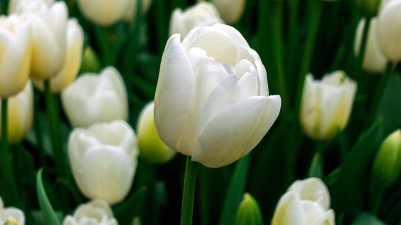 Hoa tulip trắng mang ý nghĩa của sự tha thứ, tôn trọng, thuần khiết và danh dự.