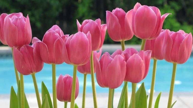 Ý nghĩa hoa tulip hồng thường gắn liền với tình cảm chân thành, sự quan tâm, những lời chúc tốt đẹp và một tình yêu nhẹ nhàng