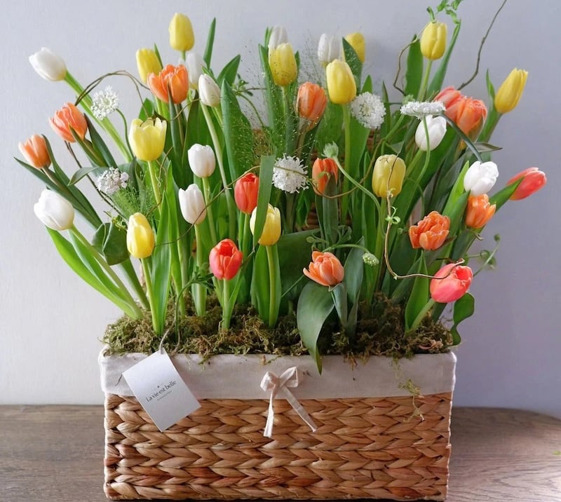 Những ý nghĩa sâu sắc của hoa Tulip trong tình yêu, sự tái sinh và may mắn nên thường được chọn làm hoa sinh nhật