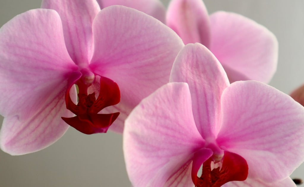 Ý nghĩa hoa lan Hồ Điệp màu hồng