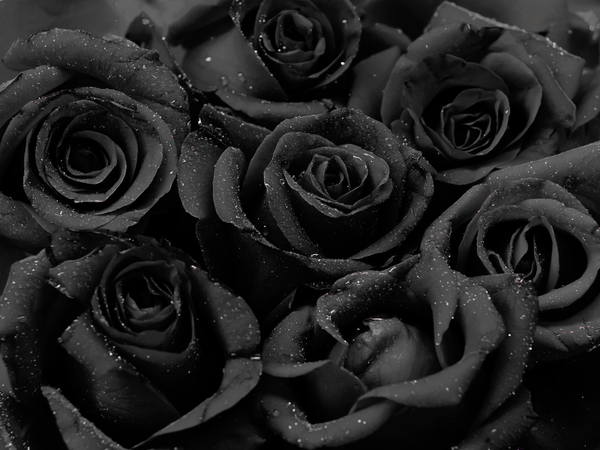 Ý nghĩa hoa hồng đen