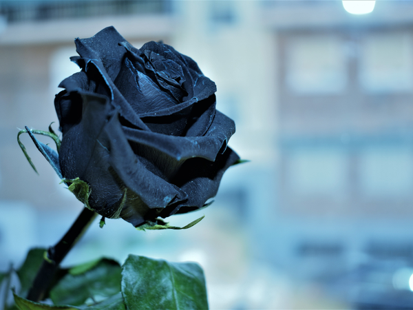 ý nghĩa hoa hồng đen