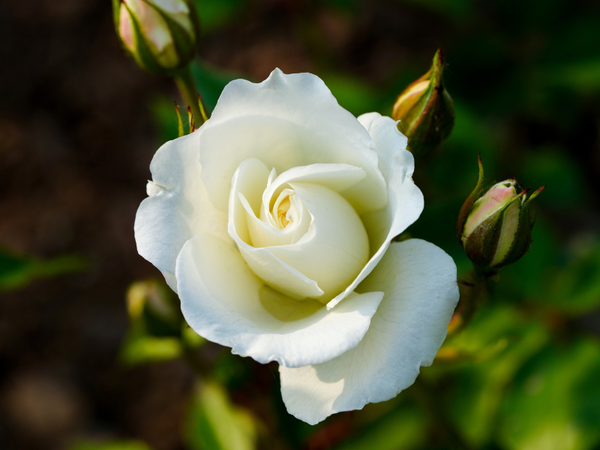 ý nghĩa hoa hồng trắng