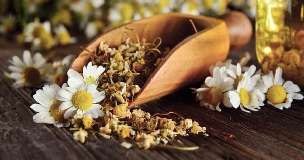 HÃY ĐỂ TRÀ HOA CÚC XOA DỊU TÂM HỒN BẠN
