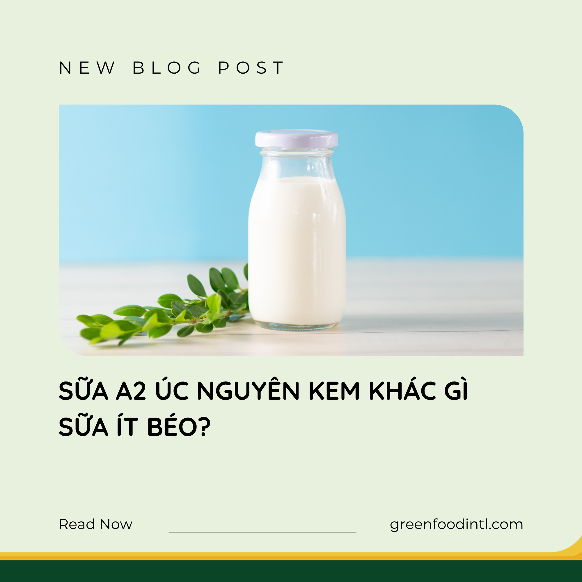 SỮA A2 ÚC NGUYÊN KEM KHÁC GÌ SỮA ÍT BÉO?