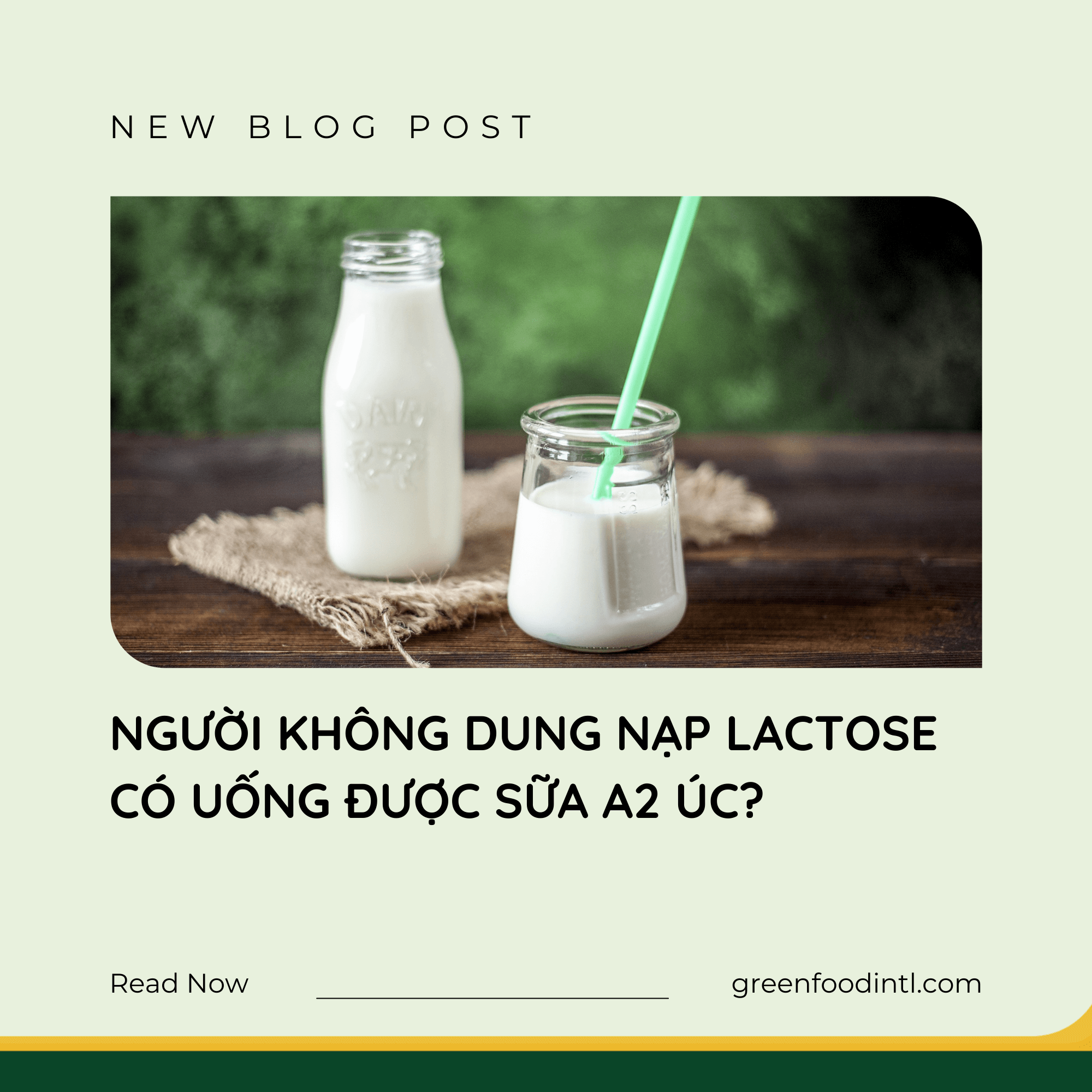 NGƯỜI KHÔNG DUNG NẠP LACTOSE CÓ UỐNG ĐƯỢC SỮA A2 ÚC?
