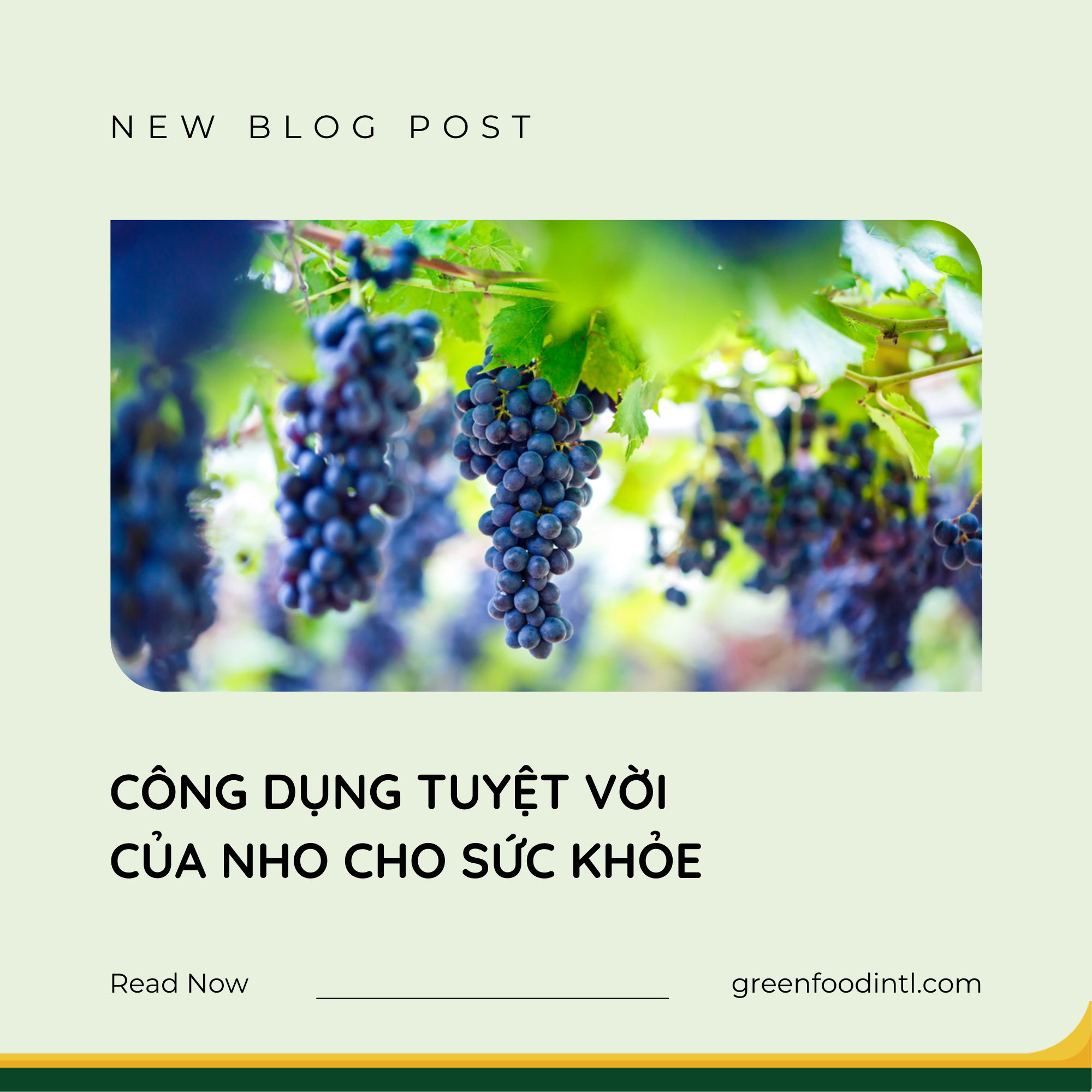 CÔNG DỤNG TUYỆT VỜI CỦA NHO CHO SỨC KHỎE