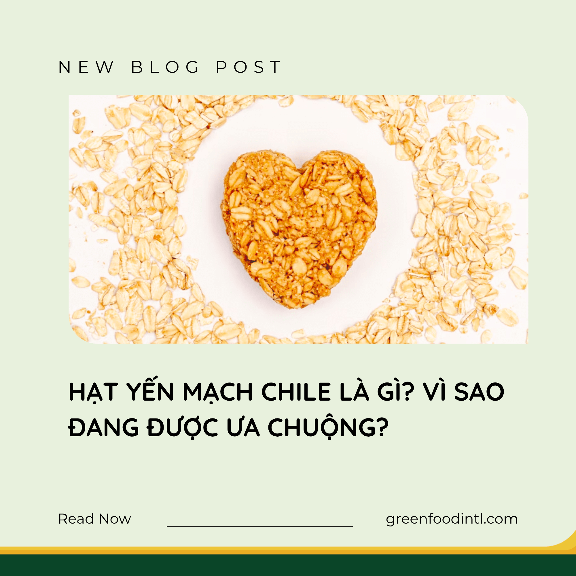 HẠT YẾN MẠCH CHILE LÀ GÌ? VÌ SAO ĐANG ĐƯỢC ƯA CHUỘNG?