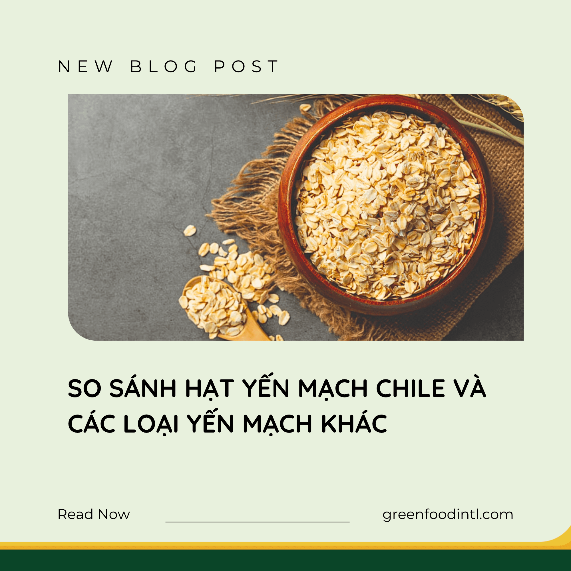 SO SÁNH HẠT YẾN MẠCH CHILE VÀ CÁC LOẠI YẾN MẠCH KHÁC