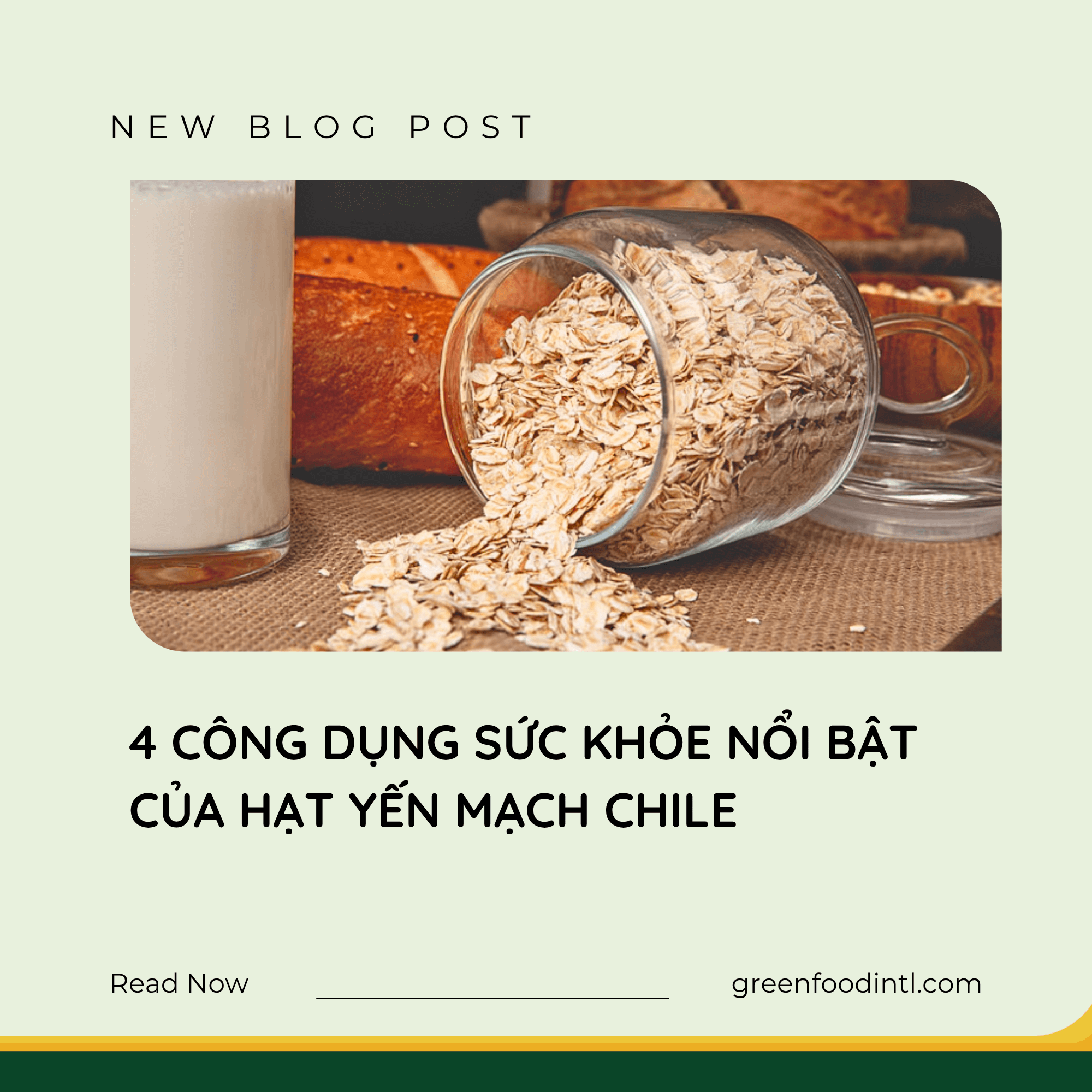 4 CÔNG DỤNG SỨC KHỎE NỔI BẬT CỦA HẠT YẾN MẠCH CHILE