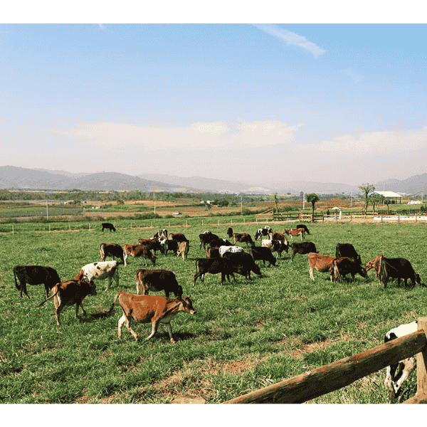 Trang trại bò của sữa tươi Mlekovita