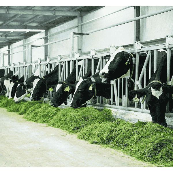 Trang trại bò của sữa tươi Mlekovita