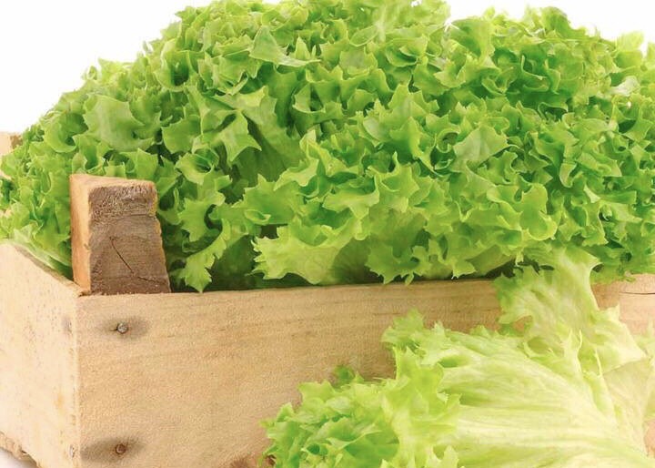 Lettuce Collection