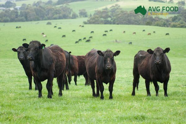 Bò ăn cỏ tại úc -avgfood nhập khẩu thịt bò, thịt bò úc, thịt bò, thực phẩm nhập khẩu, thịt bò úc nhập khẩu, thịt bò wagyu
