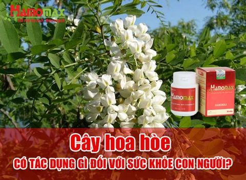 Bật mí: Cây hoa hòe có tác dụng gì đối với sức khỏe con người?