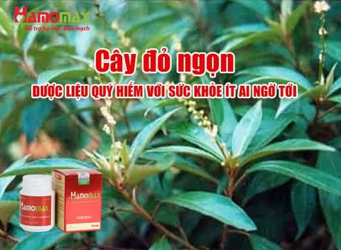 Lá đỏ ngọn (Thành ngạnh) dược liệu quý hiếm đối với sức khỏe ít ai ngờ tới