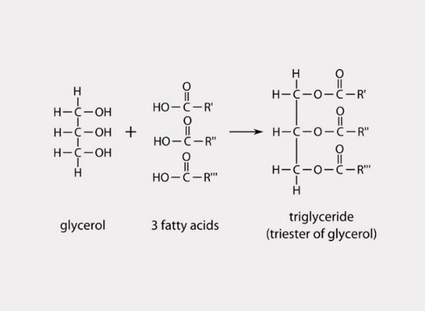 Triglyceride-la- gi-anh-huong-nhu-the-nao-den-suc-khoe-con-nguoi