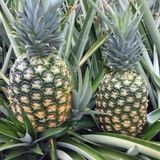 Ly Phủ Màng Từ Lá Khóm Là Gì?