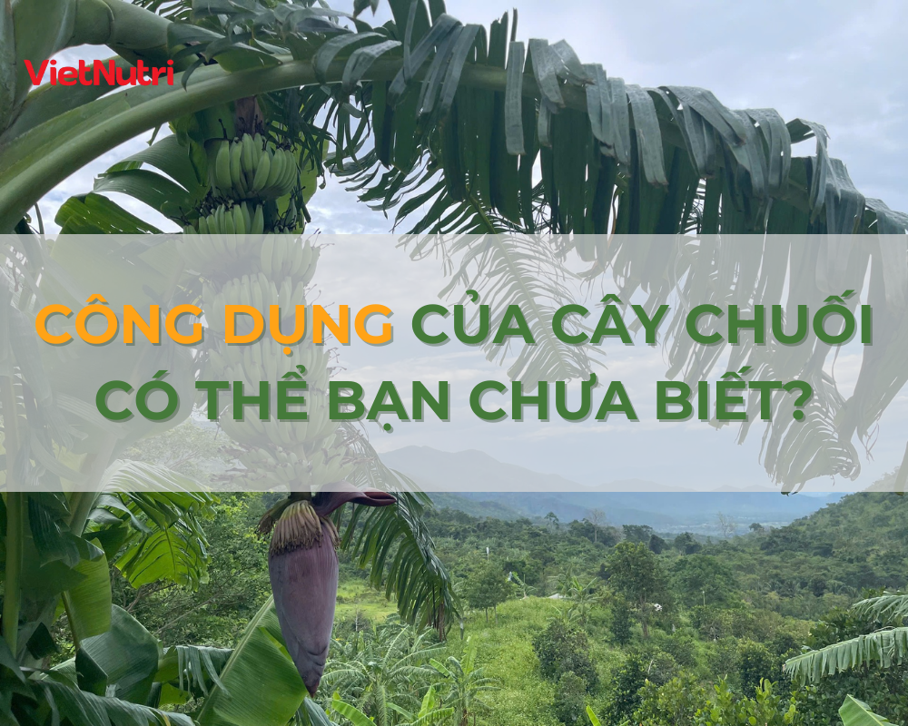 CÔNG DỤNG CỦA CÂY CHUỐI CÓ THỂ BẠN CHƯA BIẾT
