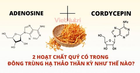 BÍ ẨN HAI HOẠT CHẤT QUÝ TRONG ĐÔNG TRÙNG HẠ THẢO - BẠN ĐÃ BIẾT CHƯA?