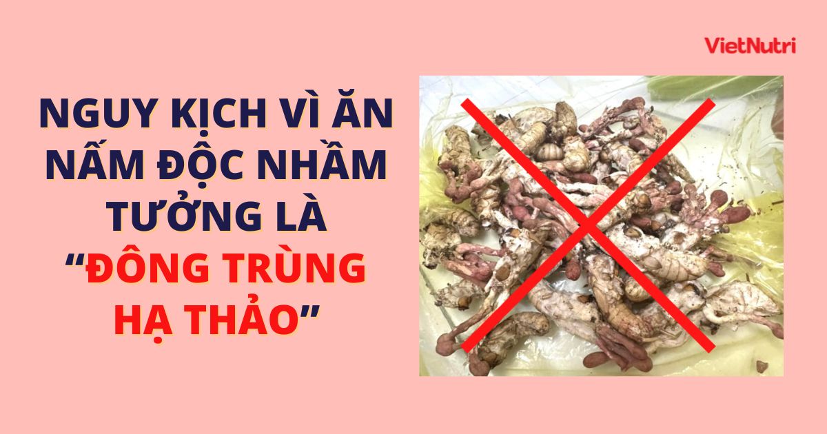 NGUY KỊCH VÌ ĂN NHẦM NẤM ĐỘC VÌ TƯỞNG LÀ
