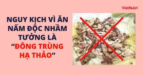 NGUY KỊCH VÌ ĂN NHẦM NẤM ĐỘC VÌ TƯỞNG LÀ 