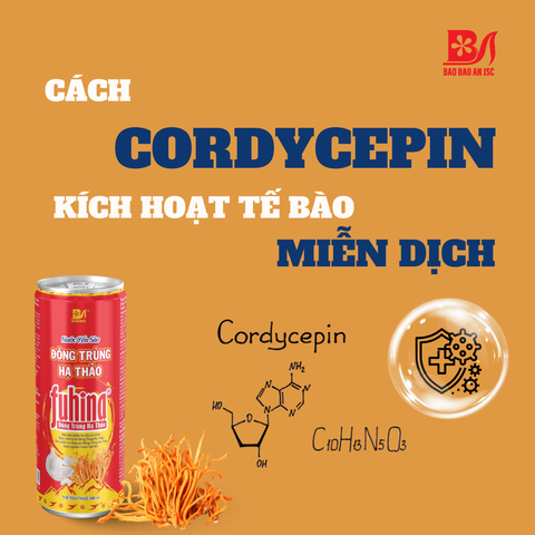 CÁCH CORDYCEPIN KÍCH HOẠT TẾ BÀO MIỄN DỊCH - BÍ QUYẾT TĂNG CƯỜNG SỨC ĐỀ KHÁNG
