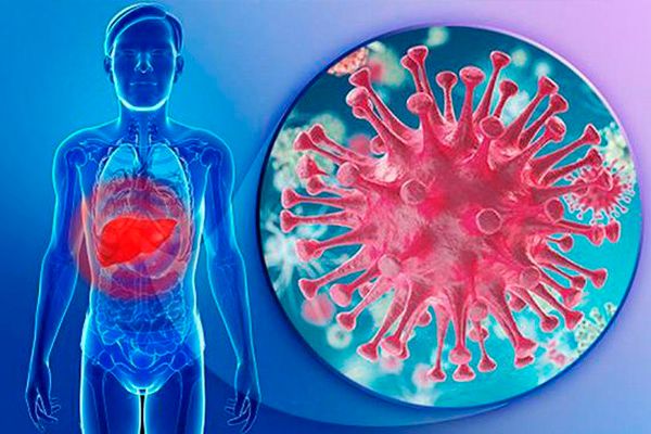 Nấm Lim Xanh Điều Trị Bệnh Viêm Gan A, B, C