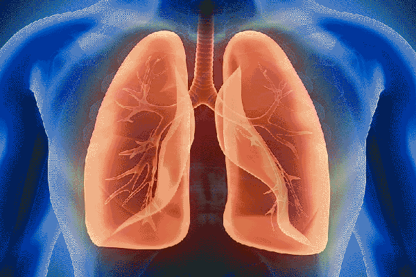 Nấm Lim Xanh Hỗ Trợ Điều Trị Bệnh Ung Thư Phổi