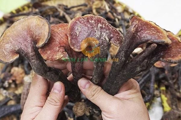 Uống Nấm Lim Xanh Có Tác Dụng Gì?