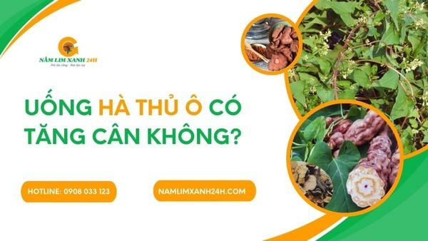 Uống Hà Thủ Ô Có Tăng Cân Không? Giải Đáp Chi Tiết Và Chính Xác Nhất