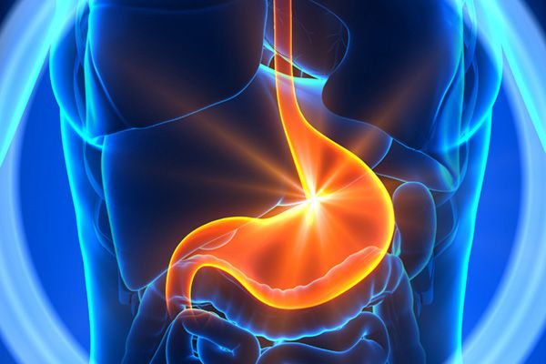 Nấm Lim Xanh Hỗ Trợ Điều Trị Bệnh Đau Dạ Dày