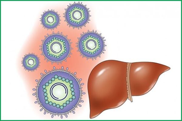 Nấm Lim Xanh Điều Trị Bệnh Gan Hiệu Quả