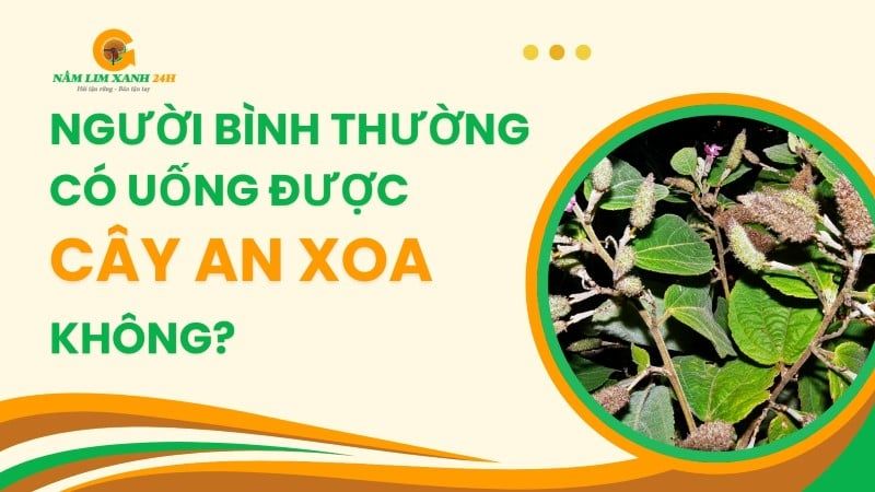 Người bình thường có uống được cây An Xoa không?